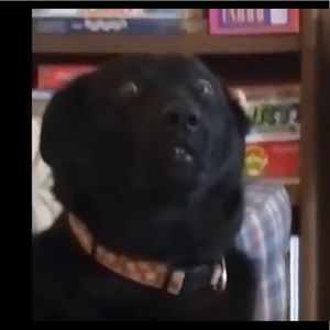 Meet your Posher, Riley